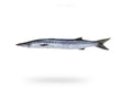 White Barracuda (Safaid Kund) - Seafood Spot