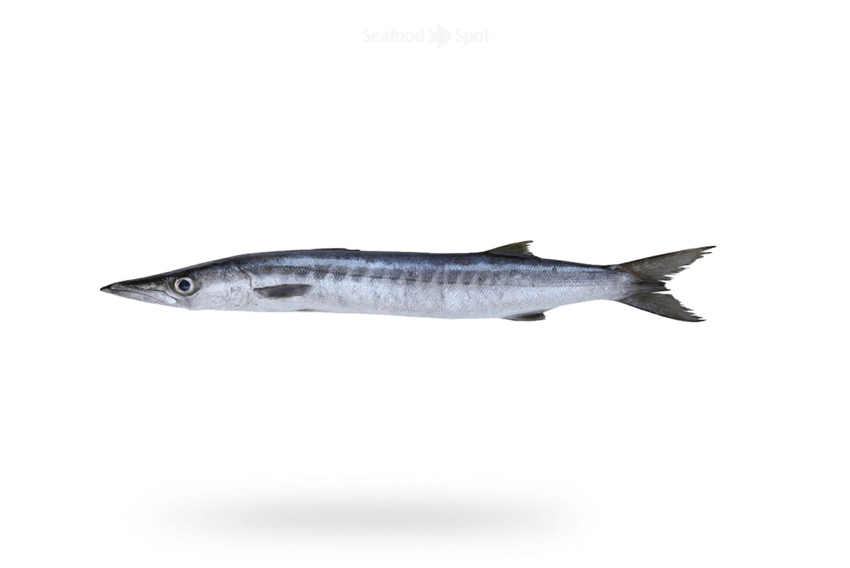 White Barracuda (Safaid Kund) - Seafood Spot