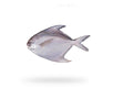 White Pomfret (Safaid Paplet) - Seafood Spot