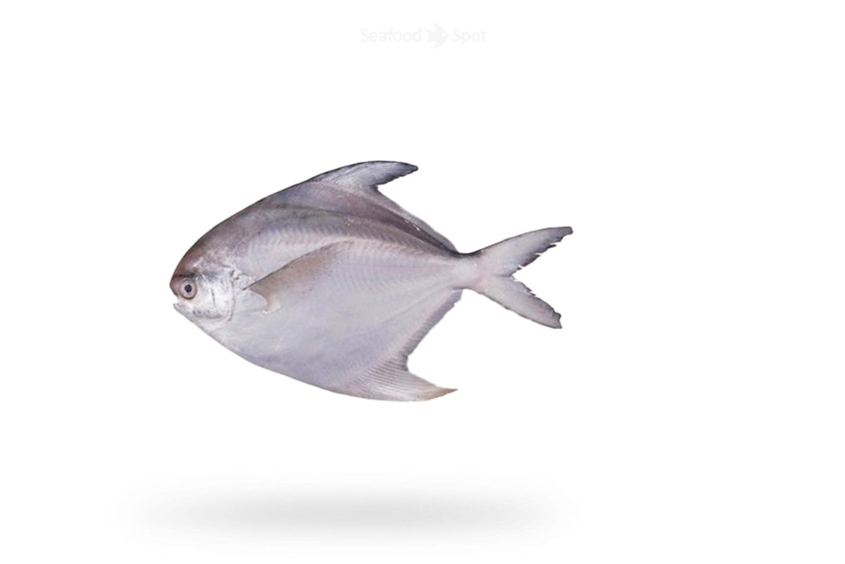 White Pomfret (Safaid Paplet) - Seafood Spot