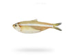 White Sardine (Mittu) - Seafood Spot