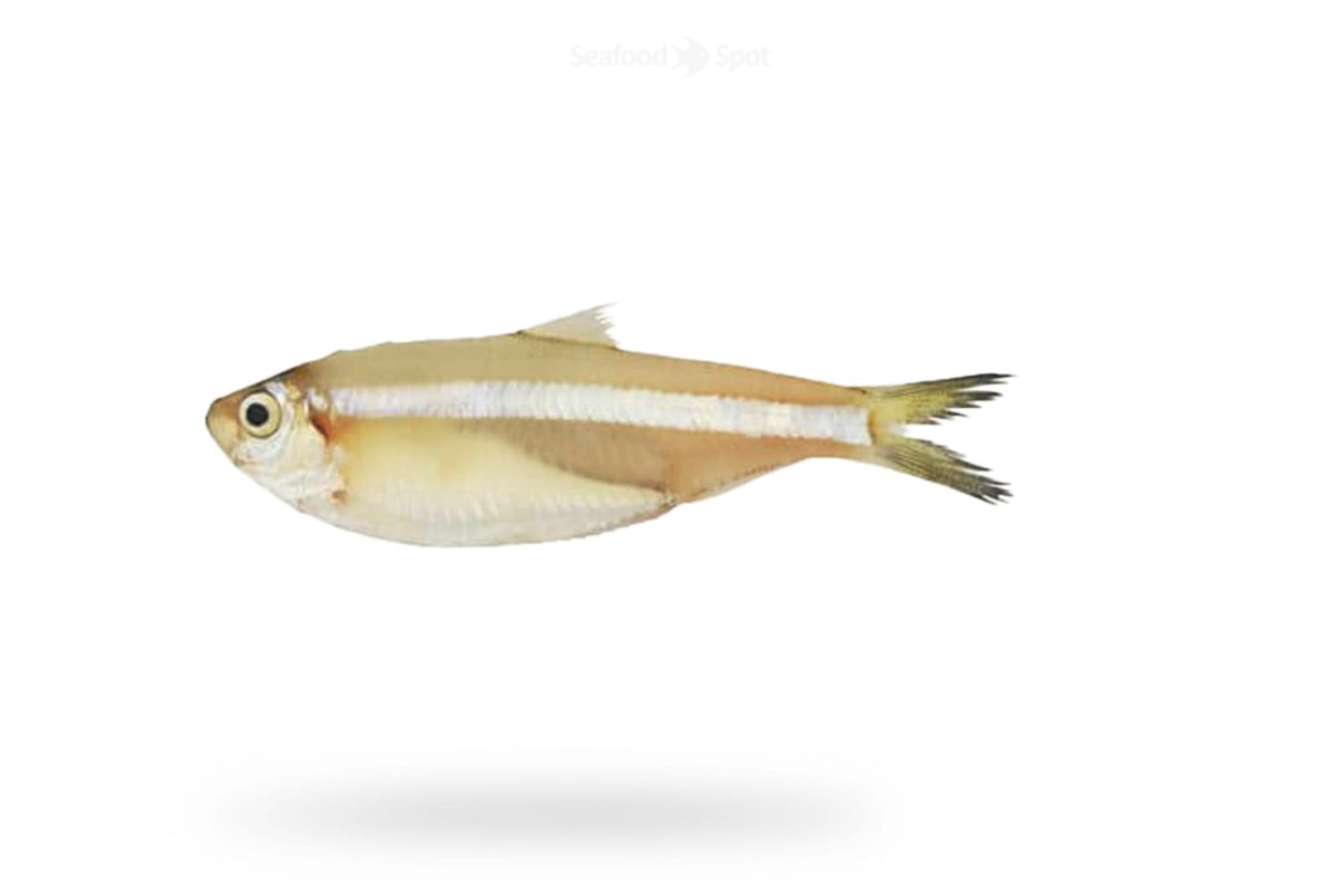 White Sardine (Mittu) - Seafood Spot