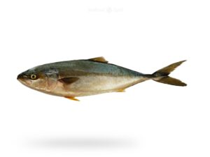 A-Fresh-Amberjack-Fish-Saafi-Fish-for-online-Seafood-Delivery-in-Pakistan