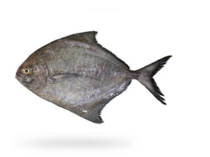 A-Fresh-Black-Pomfret-Fish-Kala-Paplet-Fish-for-online-Seafood-Delivery-in-Pakistan