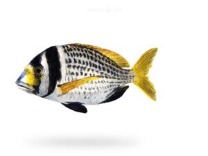 A-Fresh-Bridled-Sea-Bream-Fish-Captain-or-Pumbla-Fish-for-online-Seafood-Delivery-in-Pakistan.jpg