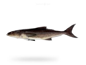 A-Fresh-Cobia-Fish-Sangra-Fish-for-online-Seafood-Delivery-in-Pakistan.jpg