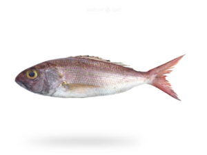 A-Fresh-Crimson-Jobfish-Fish-Khopra-Fish-for-online-Seafood-Delivery-in-Pakistan