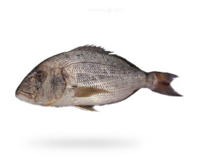 A-Fresh-Dentex-Fish-also-known-as-Daathi-for-online-Seafood-Delivery-in-Pakistan