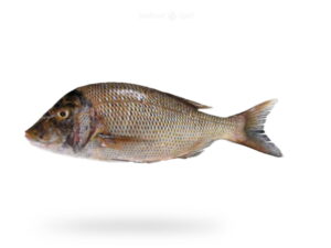 A-Fresh-Emperor-Fish-also-known-as-Mulla-Fish-for-online-Seafood-Delivery-in-Pakistan