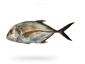 A-Fresh-Giant-Trevally-Fish-Patal-or-kak-kawan-Fish-for-online-Seafood-Delivery-in-Pakistan