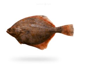 A-Fresh-Halibut-Fish-Hajjam-Fish-for-online-Seafood-Delivery-in-Pakistan