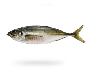 A-Fresh-Horse-Mackerel-Fish-Kawwa-for-online-Seafood-Delivery-in-Pakistan