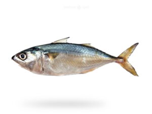 A-Fresh-Indian-Mackerel-Fish-Bandga-for-online-Seafood-Delivery-in-Pakistan