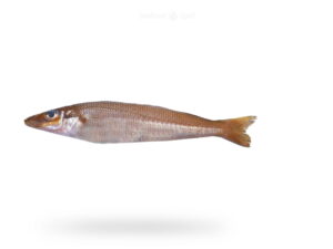 A-Fresh-LadyFish-also-known-as-Bhambore-fish-for-online-Seafood-Delivery-in-Pakistan