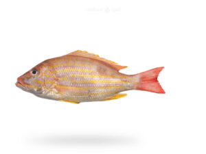 A-Fresh-Lane-Snapper-also-known-as-Kanulcha-or-Chayan-fish-for-online-Seafood-Delivery-in-Pakistan