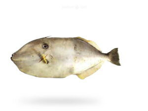A-Fresh-Leather-Jacket-Fish-Irani-Paplet-fish-for-online-Seafood-Delivery-in-Pakistan