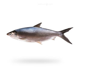 A-Fresh-Milk-Fish-Sulemani-fish-for-online-Seafood-Delivery-in-Pakistan