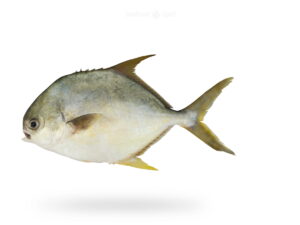 A-Fresh-Pompano-Fish-Sonaf-Fish-for-online-Seafood-Delivery-in-Pakistan