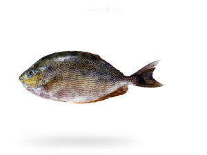 A-Fresh-Rabit-Fish-Kala-Safi-Fish-for-online-Seafood-Delivery-in-Pakistan