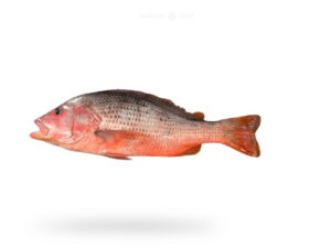 A-Fresh-Red-Snapper-Fish-Heera-Fish-for-online-Seafood-Delivery-in-Pakistan