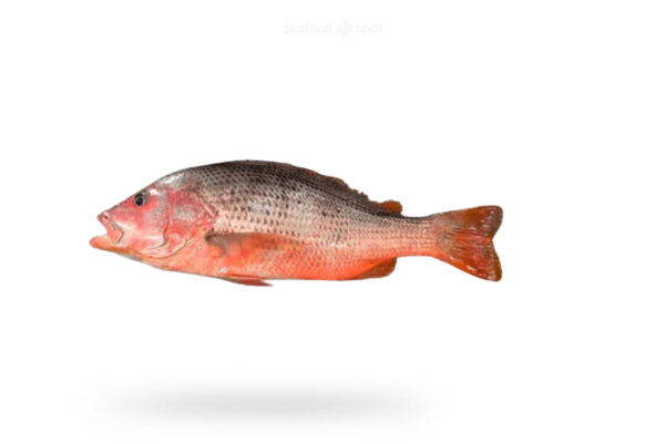 A-Fresh-Red-Snapper-Fish-Heera-Fish-for-online-Seafood-Delivery-in-Pakistan