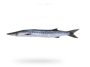 A-Fresh-White-Barracuda-Fish-Safaid-Kund-Fish-for-online-Seafood-Delivery-in-Pakistan