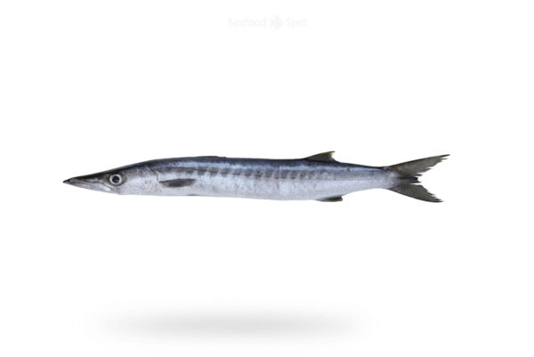 A-Fresh-White-Barracuda-Fish-Safaid-Kund-Fish-for-online-Seafood-Delivery-in-Pakistan