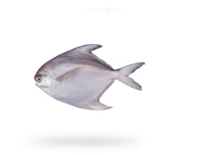 A-Fresh-White-Pomfret-Fish-Safaid-Paplet-Fish-for-online-Seafood-Delivery-in-Pakistan