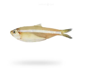 A-Fresh-White-sardine-Fish-Luar-Fish-for-online-Seafood-Delivery-in-Pakistan
