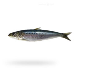 A-Fresh-sardine-Fish-luar-Fish-for-online-Seafood-Delivery-in-Pakistan