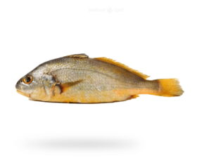 Fresh-Bengal-Corvina-Goli-Mushka-for-online-Seafood-Delivery-in-Pakistan.jpg