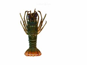 Fresh-lobster-ready-for-online-seafood-delivery-in-Pakistan